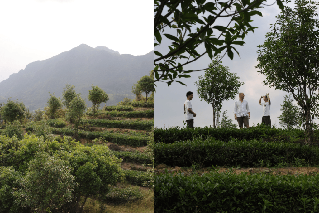 tea gardens in china for producing oolong
