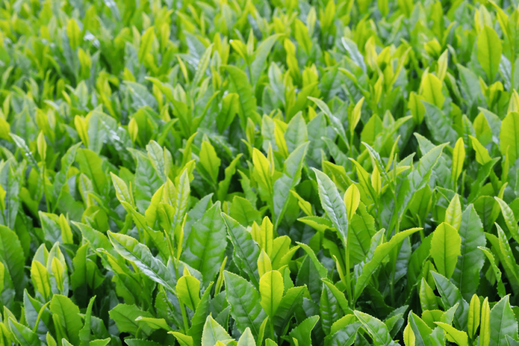 Raw tea leaves grown for making sencha green tea