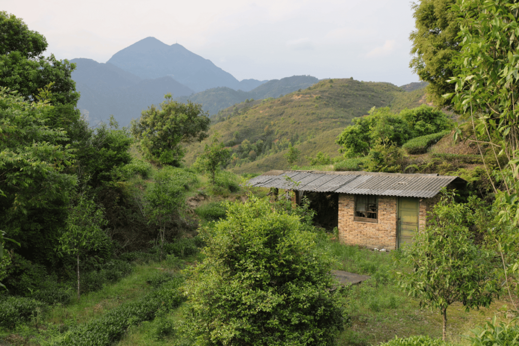 tea gardens in fujian 