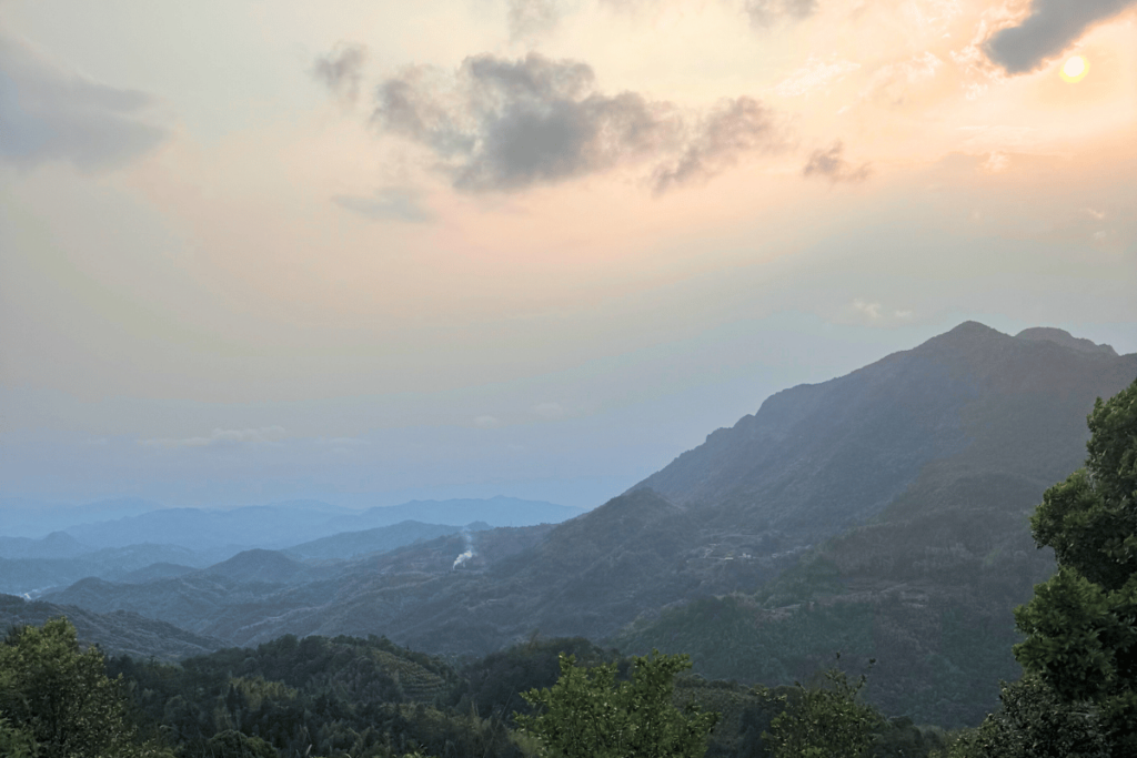 Views over a Chinese tea garden nr Anxi County