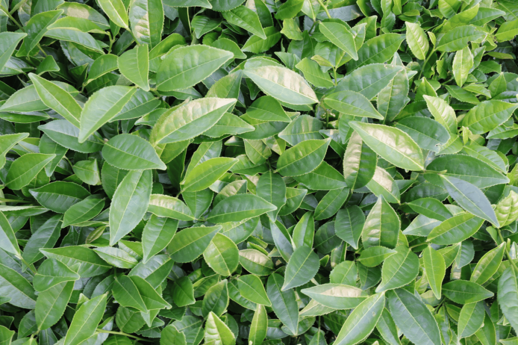 Fresh Tea Leaves