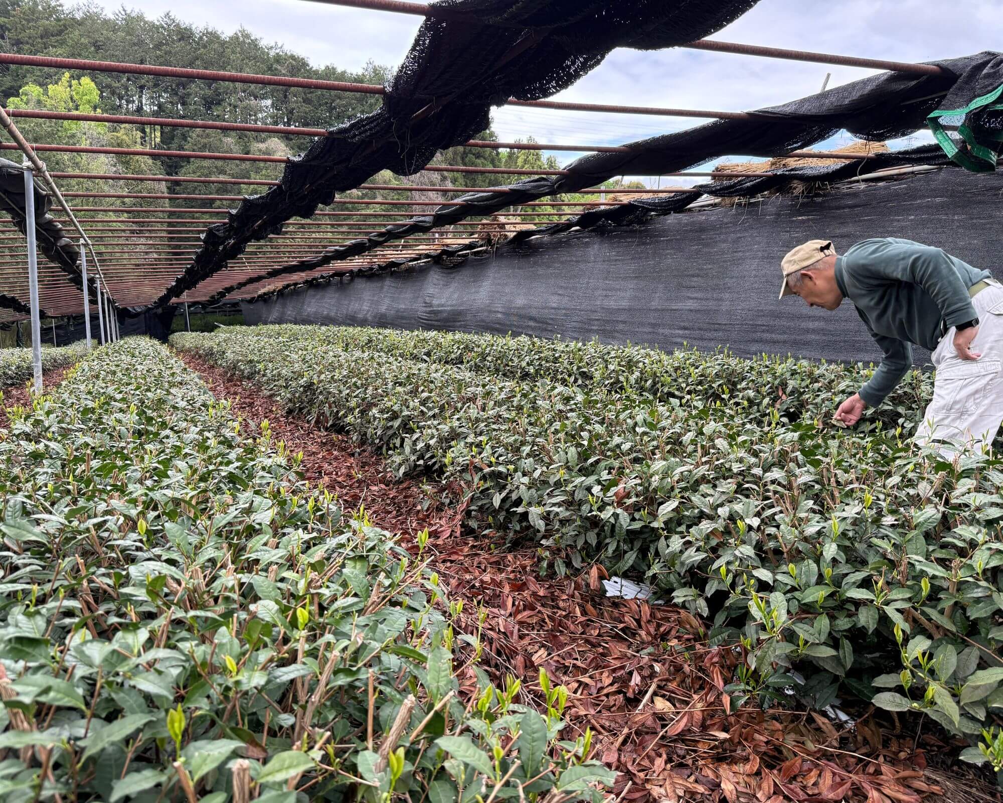Matcha Gardens Sourcing in Japan 