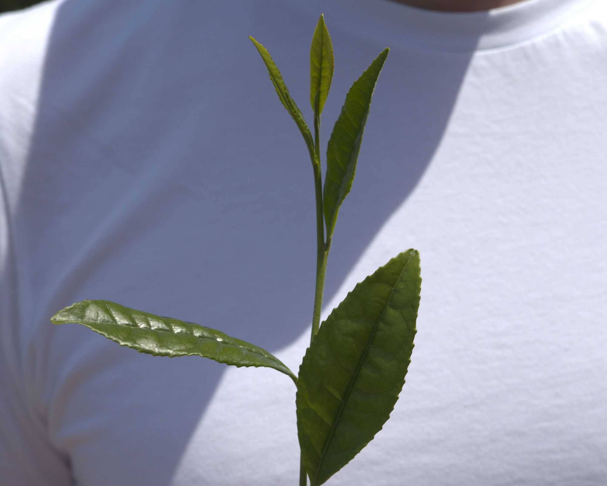 tencha for matcha leaf