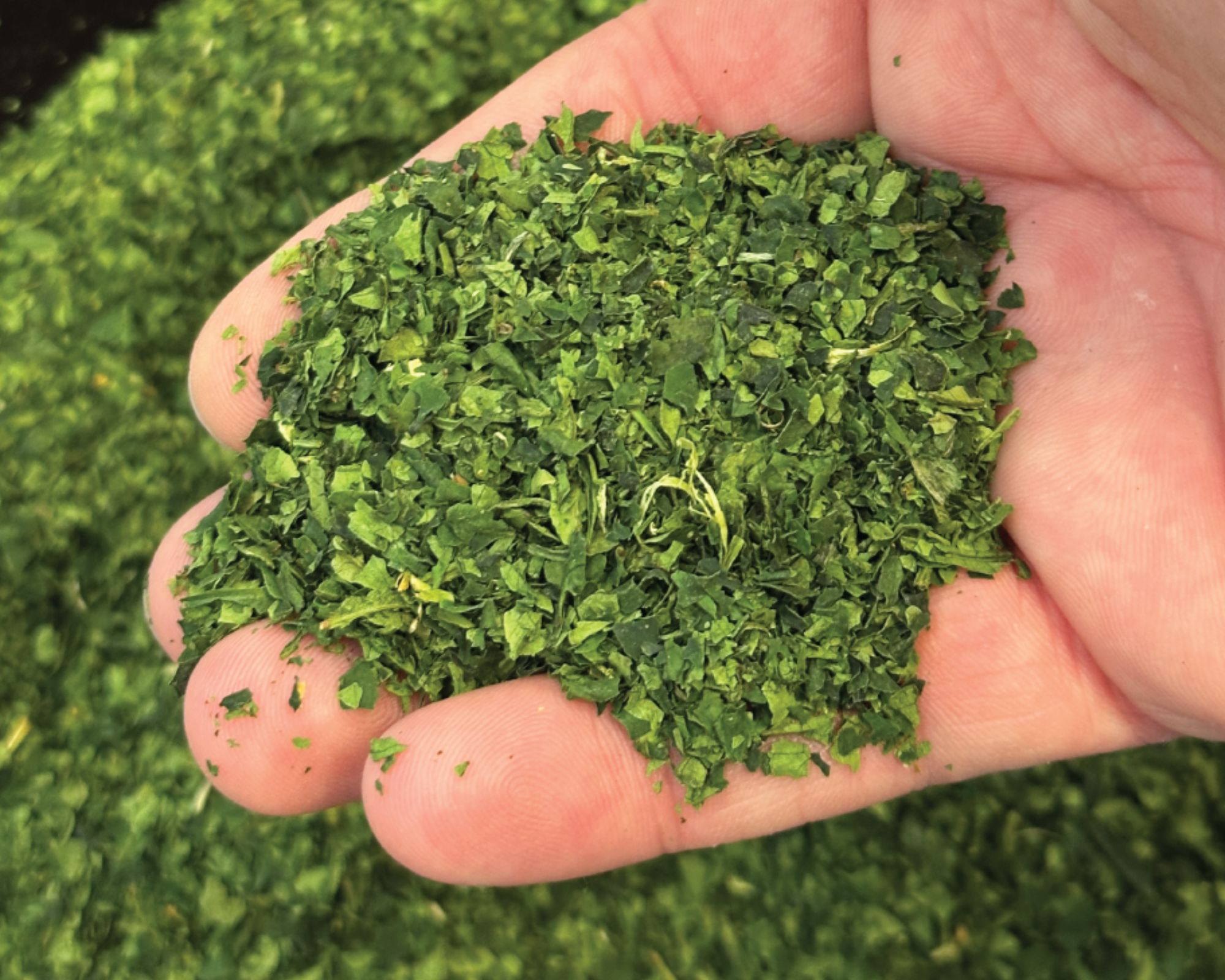 what does matcha tencha look like?