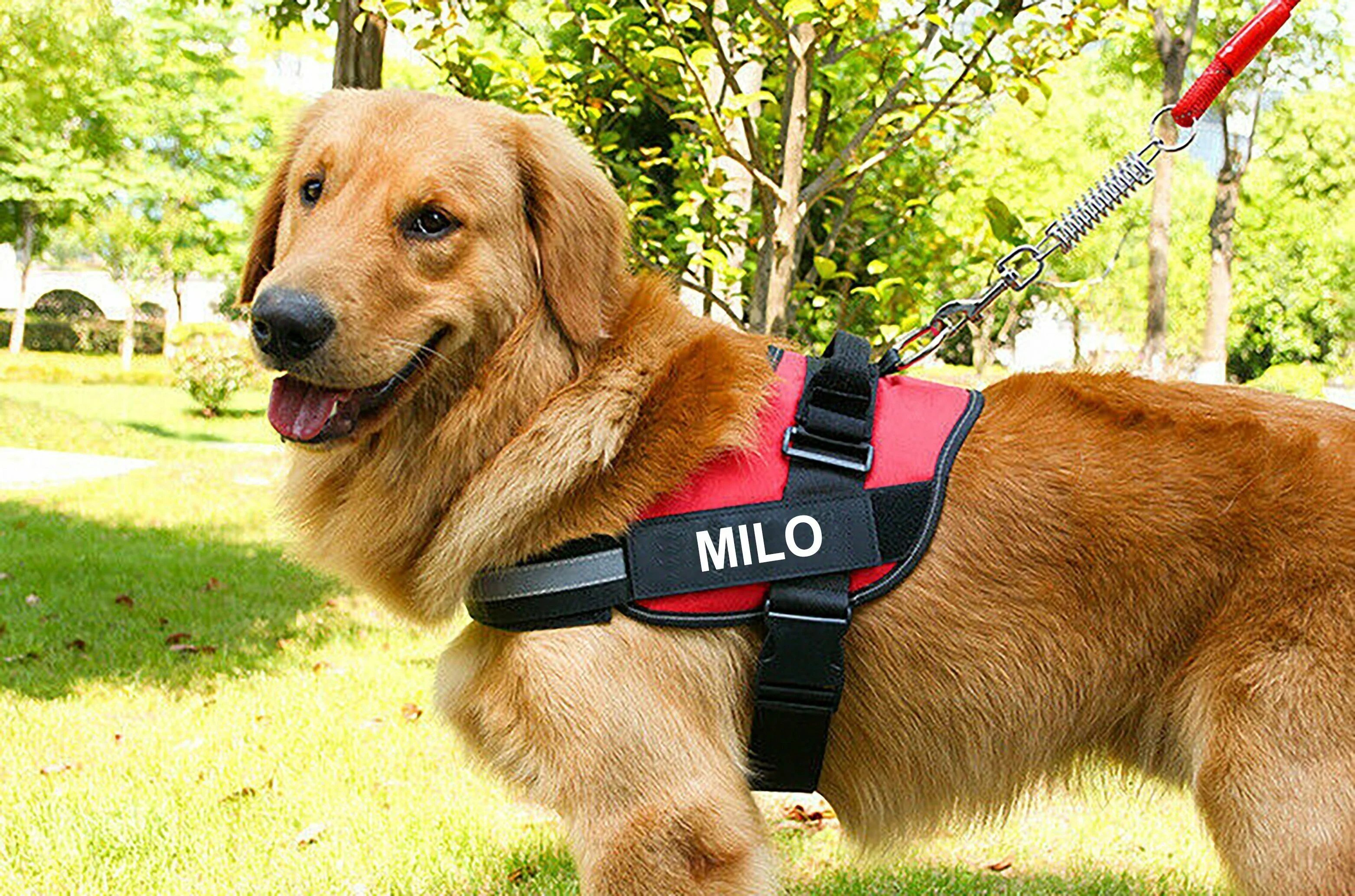 🔥Big clearance🔥 Lifetime Warranty Personalized NO PULL Dog Harness