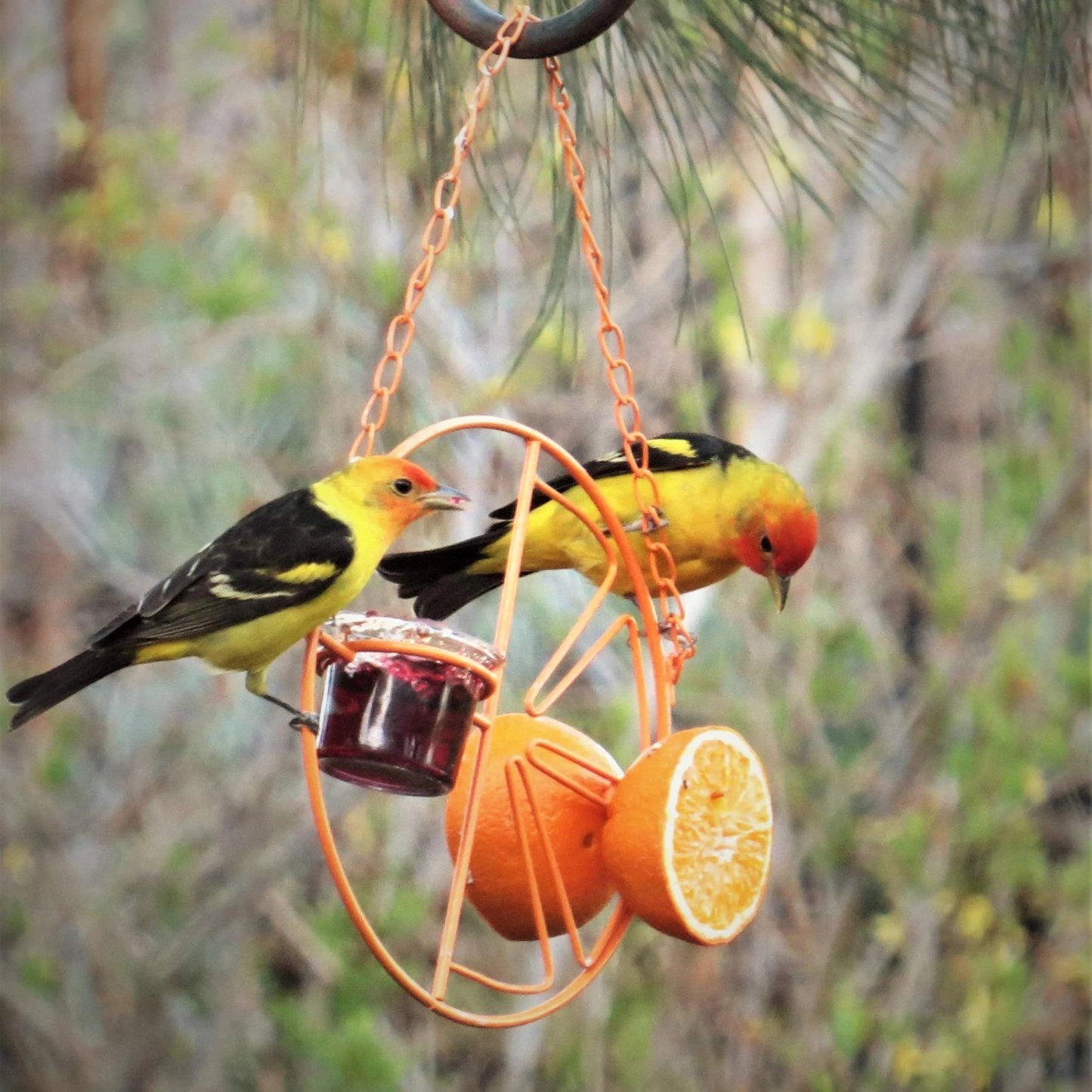 🔥LAST DAY 75% OFF-2-in-1 hanging hummingbird oriole feeder