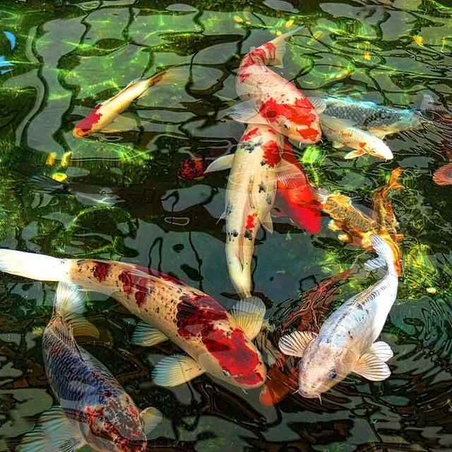 🐟2024 ONCANDFORAL® Koi fish garden art decoration🏘️