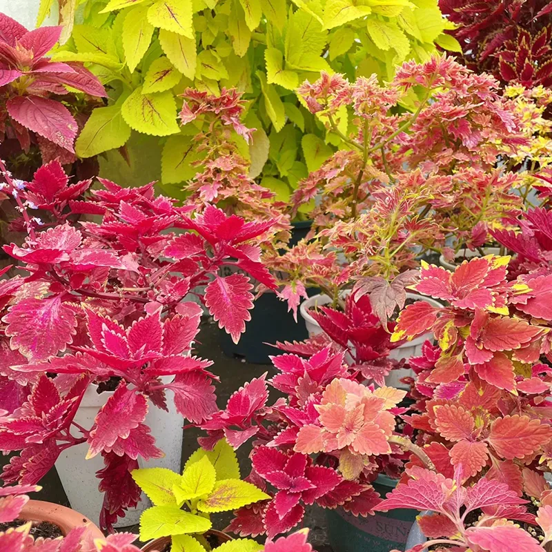 🪴La fata dell'estate-Coleus