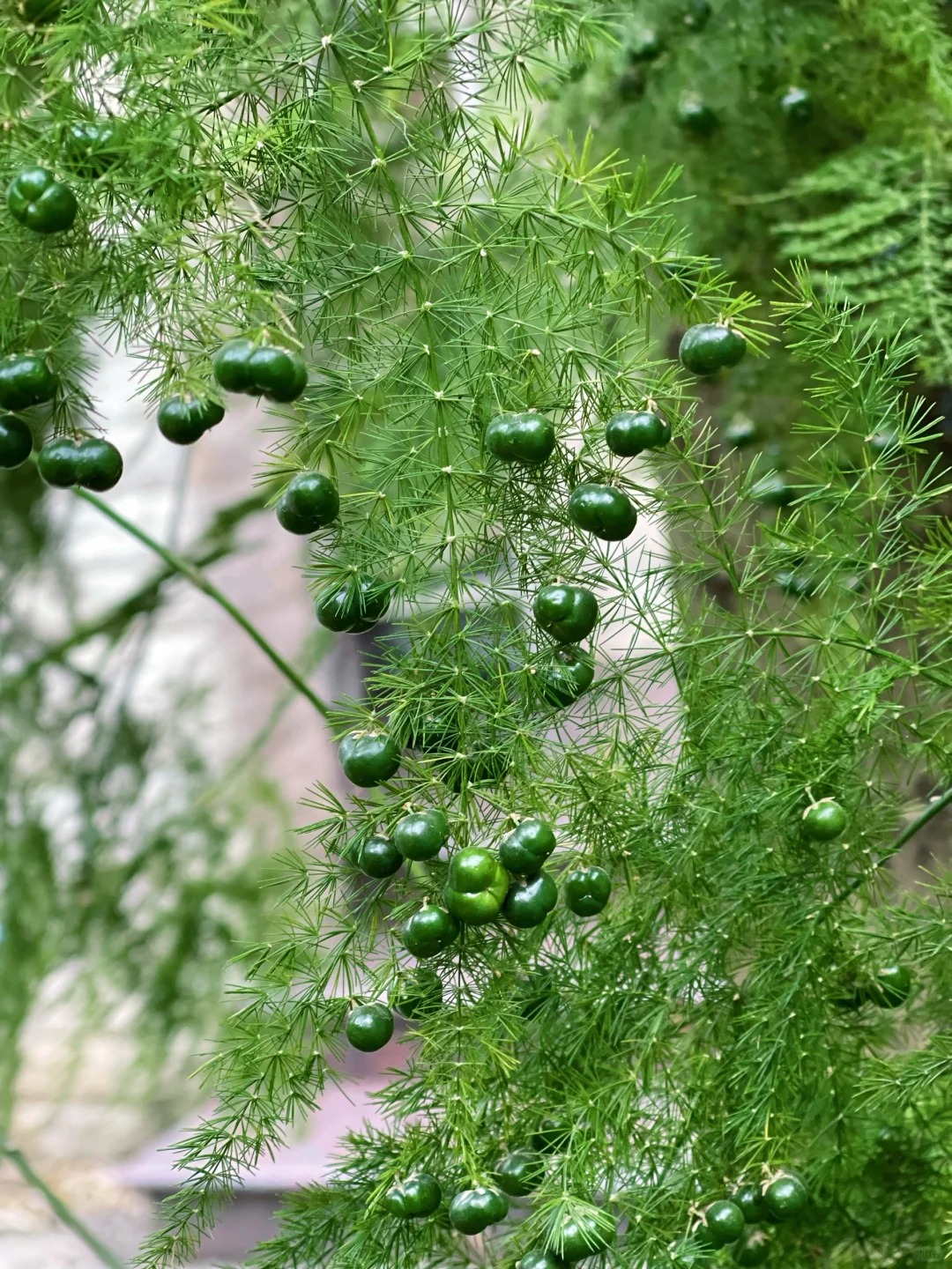 🎍Planting cloud bamboo✨From seeds to beautiful indoor plants