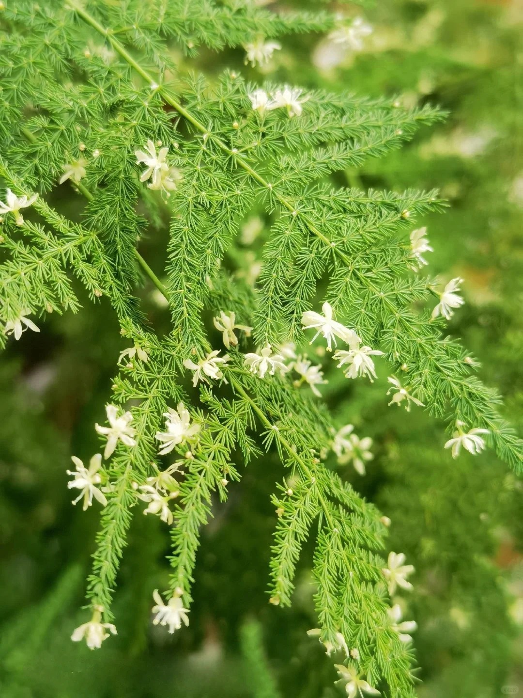 🎍Planting cloud bamboo✨From seeds to beautiful indoor plants