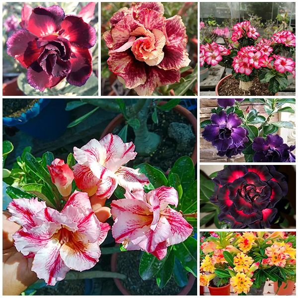 💐Desert Rose Seeds💖Various Colors🌱Long Flowering Period