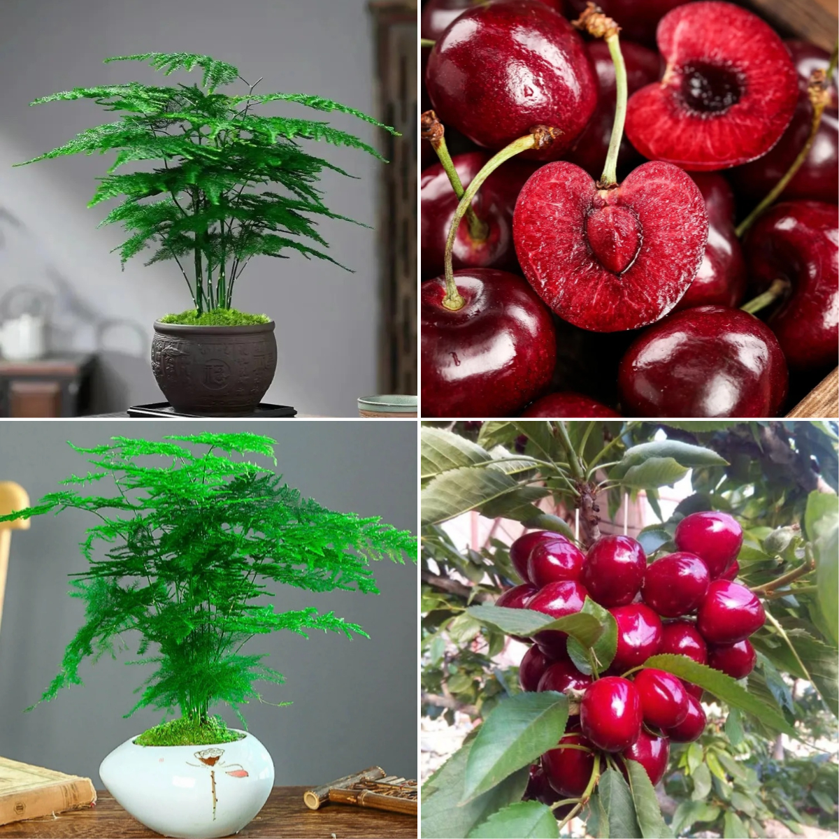 🎍Planting cloud bamboo✨From seeds to beautiful indoor plants