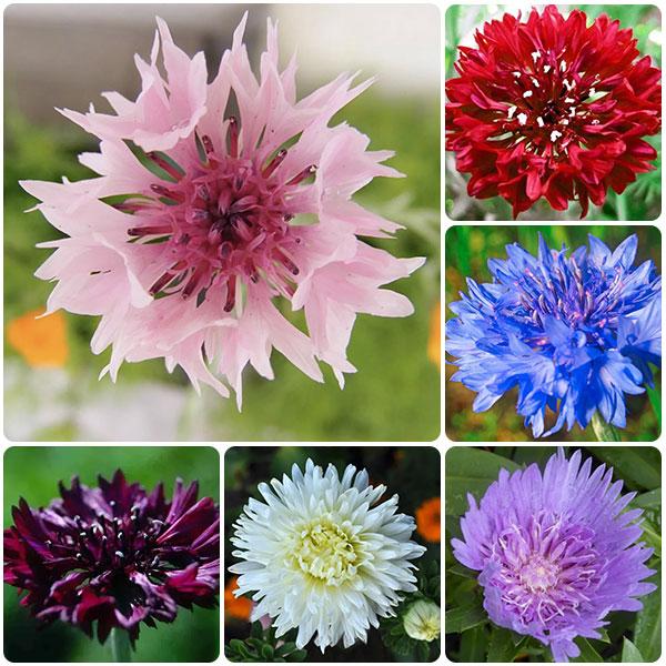 🔥Hot Selling Cornflower / Bachelor Button Seeds🎉Buy 3 get 1 free