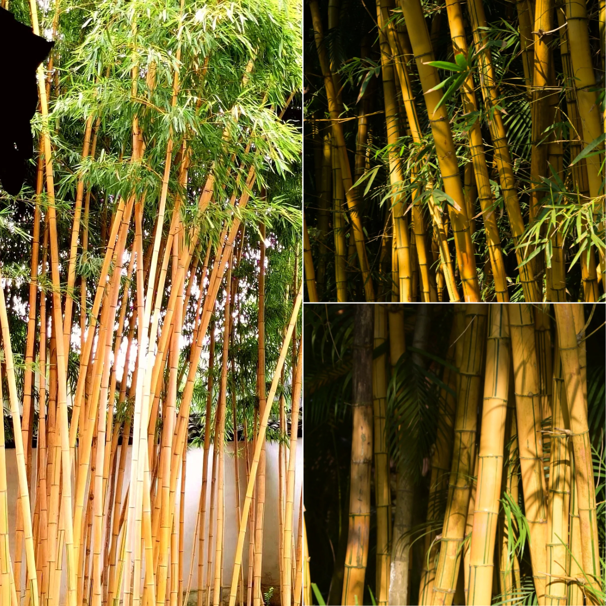 🎋[Rare Species] Giant Bamboo Seeds