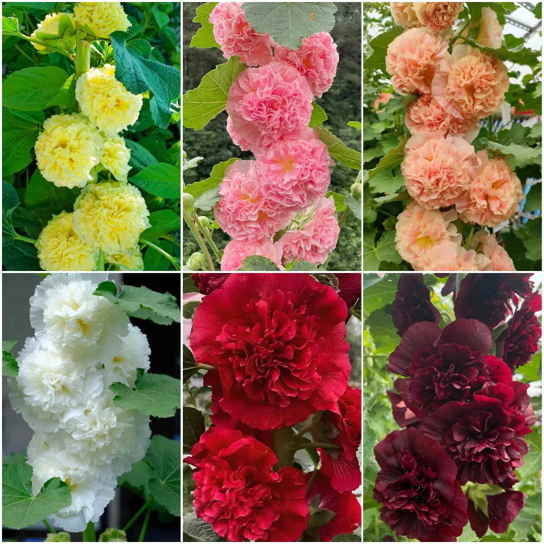 🌸 Beautiful hollyhocks: easy to plant, bloom year after year! 🌸