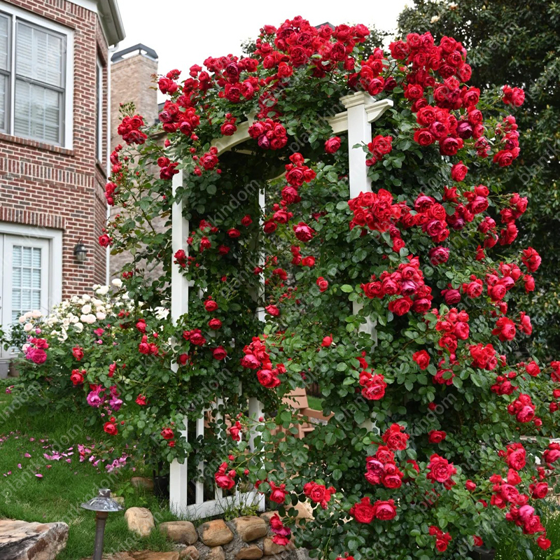 🌹💥 Limited-Time Special Offer on Climbing Rose Seeds!