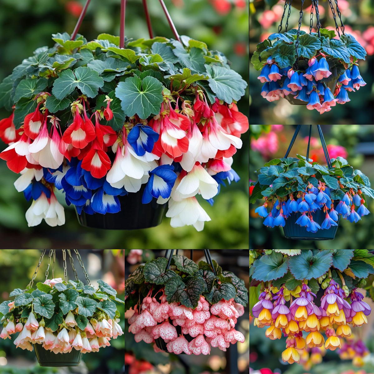 Hanging Begonias