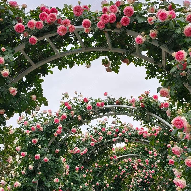 🌹💥 Limited-Time Special Offer on Climbing Rose Seeds!