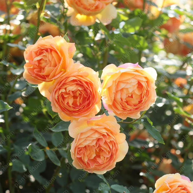 🌹💥 Limited-Time Special Offer on Climbing Rose Seeds!