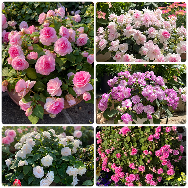 🔥double-petaled Impatiens