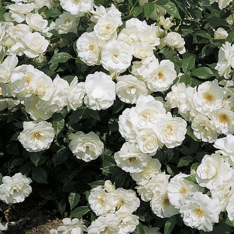 🌹💥 Limited-Time Special Offer on Climbing Rose Seeds!