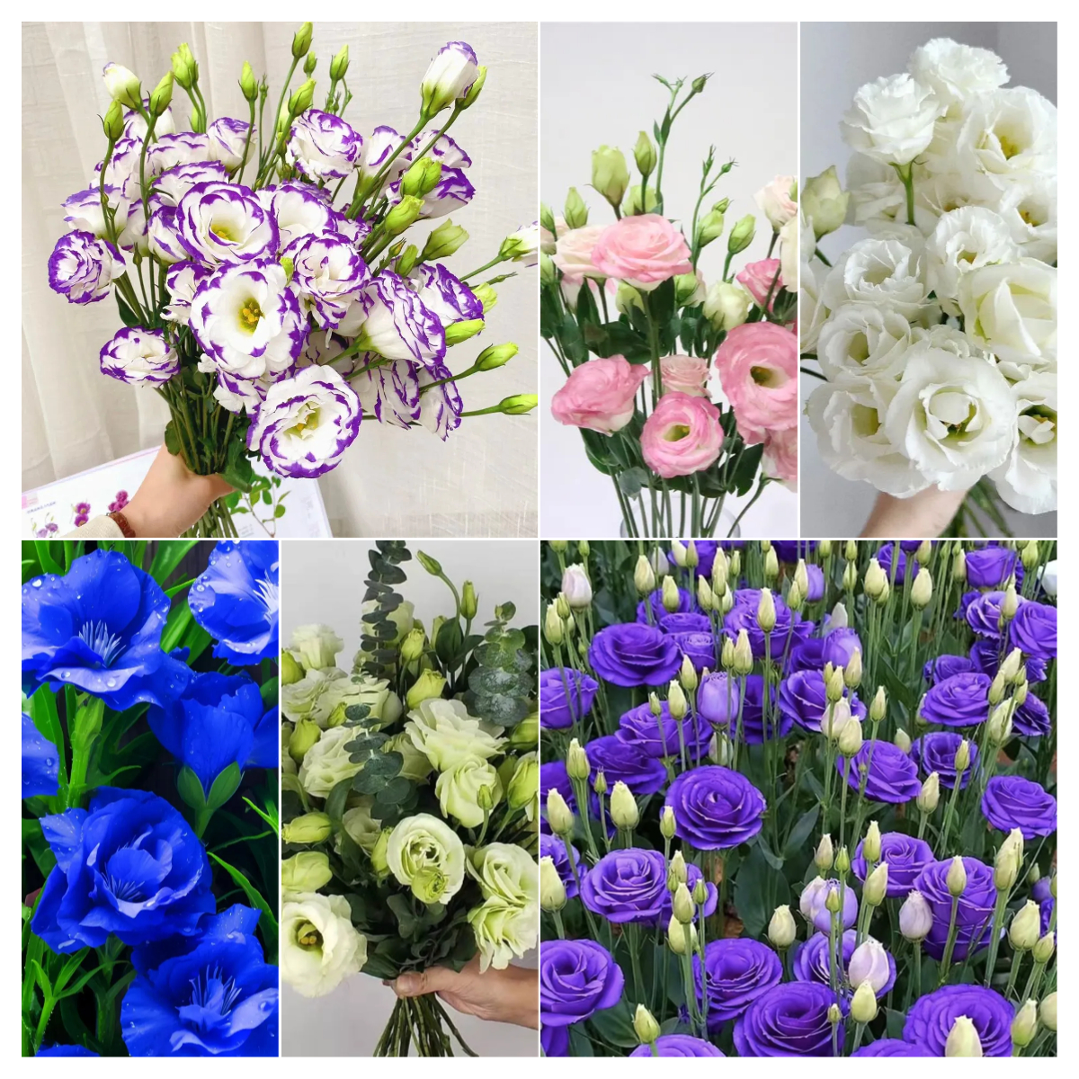 🔥53%OFF Mixed-Color Lisianthus 💥Best selling in 2024