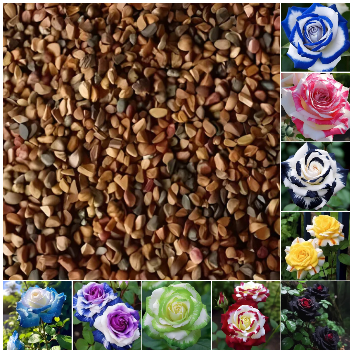 🔥53% OFF 💙Blue Enchantress Mix Blue Rose Seeds✨