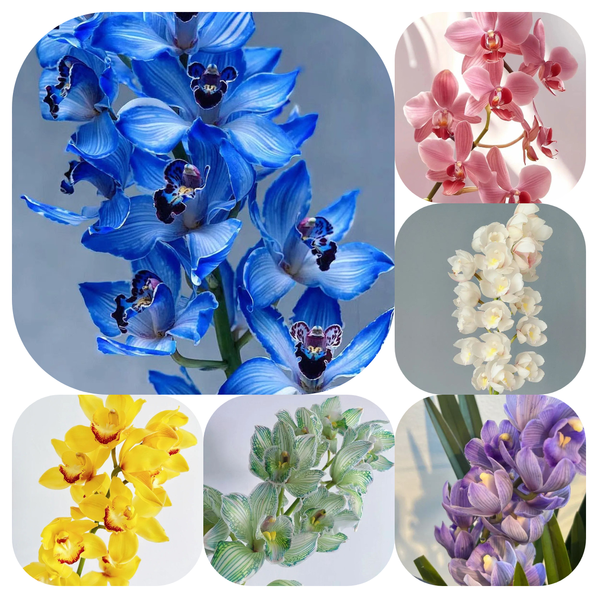 🔥62%OFF Cymbidium Orchid Seeds🪴Rare Cymbidium Seeds