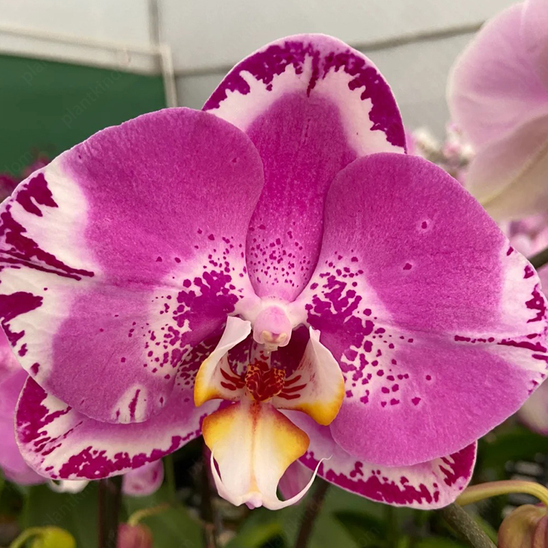 ♨️Summer Hot Products🦋Butterfly Orchid Flower Seed🪴Unique Flower