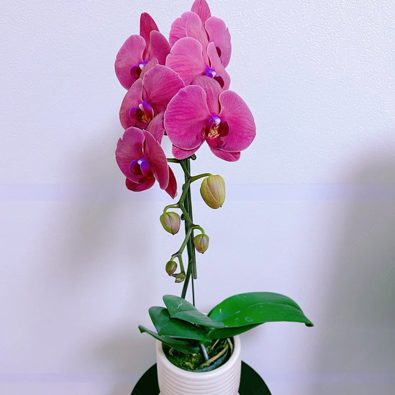 ♨️Summer Hot Products🦋Butterfly Orchid Flower Seed🪴Unique Flower