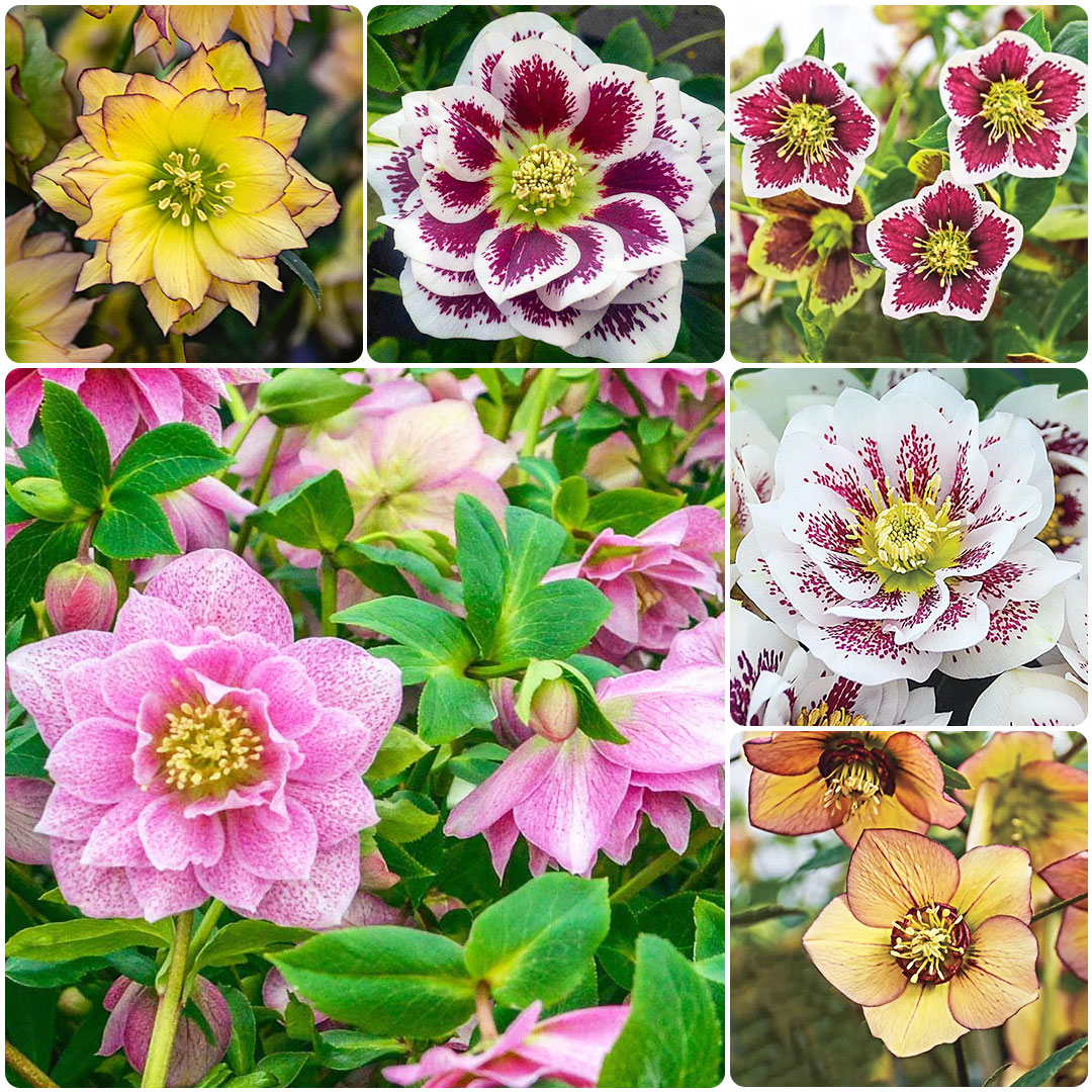 Helleborus