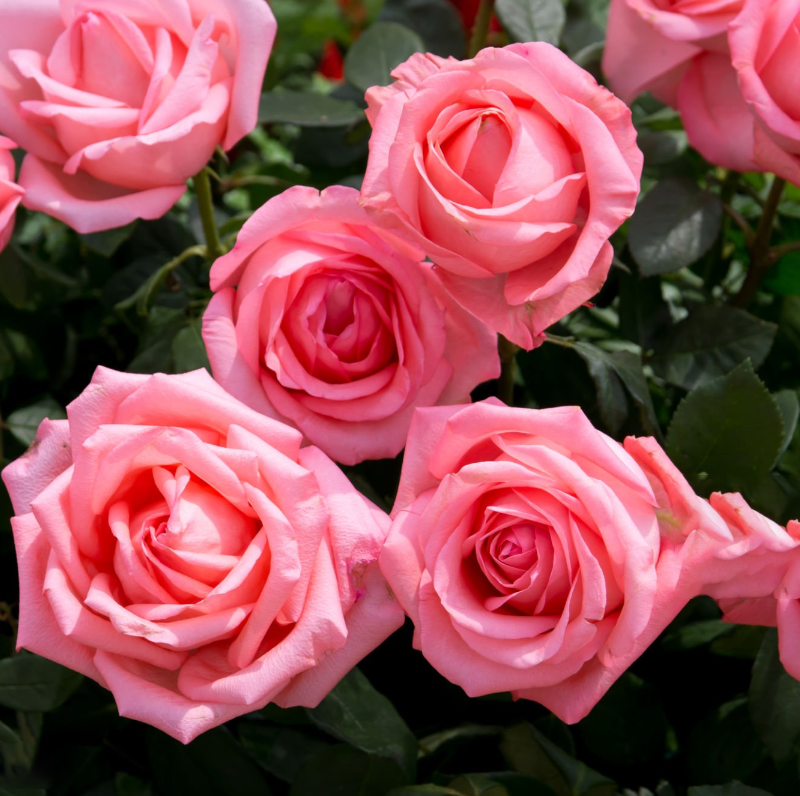 🚀Best Selling🌹50 Diana Rose Seeds🩷sowing all year round