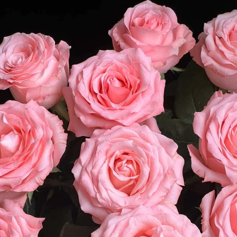 🚀Best Selling🌹50 Diana Rose Seeds🩷sowing all year round