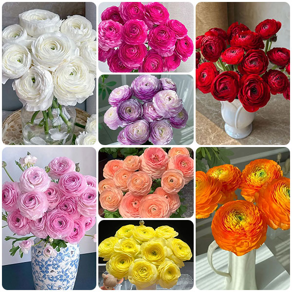 🔥53% OFF Mixed Color Ranunculus Bulbs