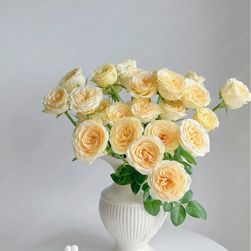 🌹 Limited-Time Great Deal on Rose Series Seeds🌸