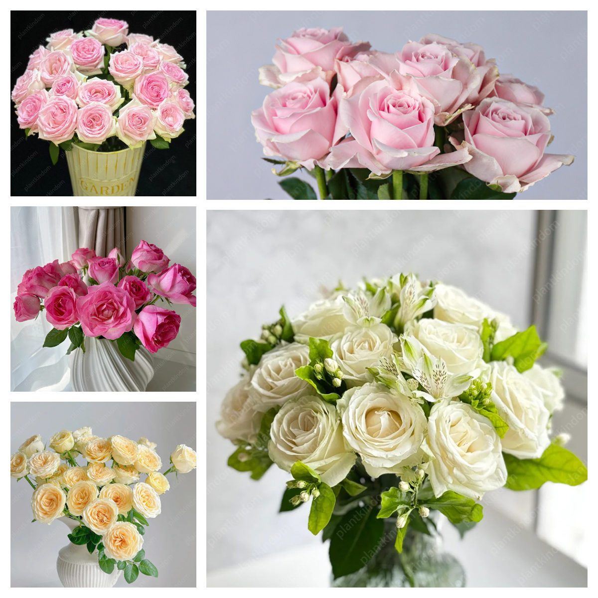 🌹 Limited-Time Great Deal on Rose Series Seeds🌸