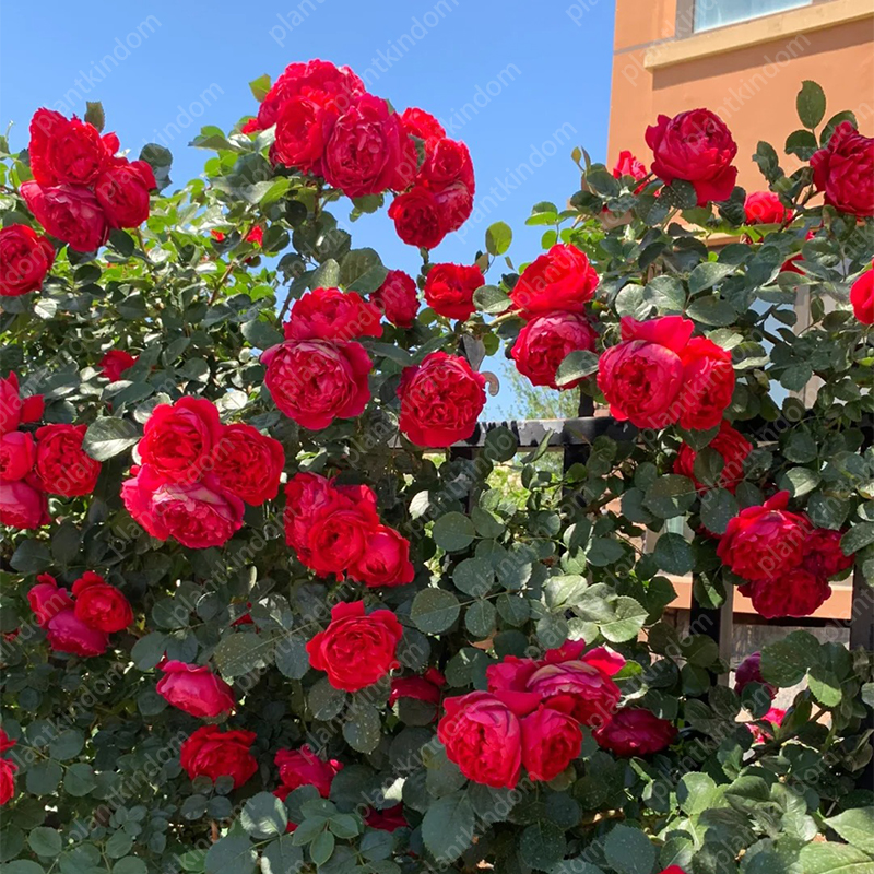 🌹💥 Limited-Time Special Offer on Climbing Rose Seeds!