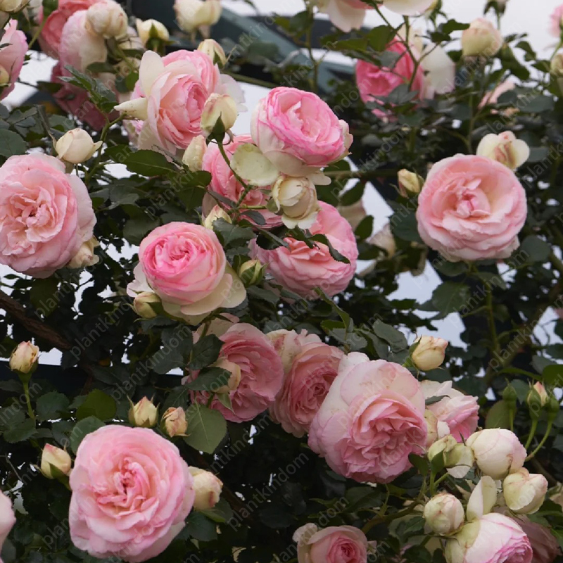 🌹💥 Limited-Time Special Offer on Climbing Rose Seeds!
