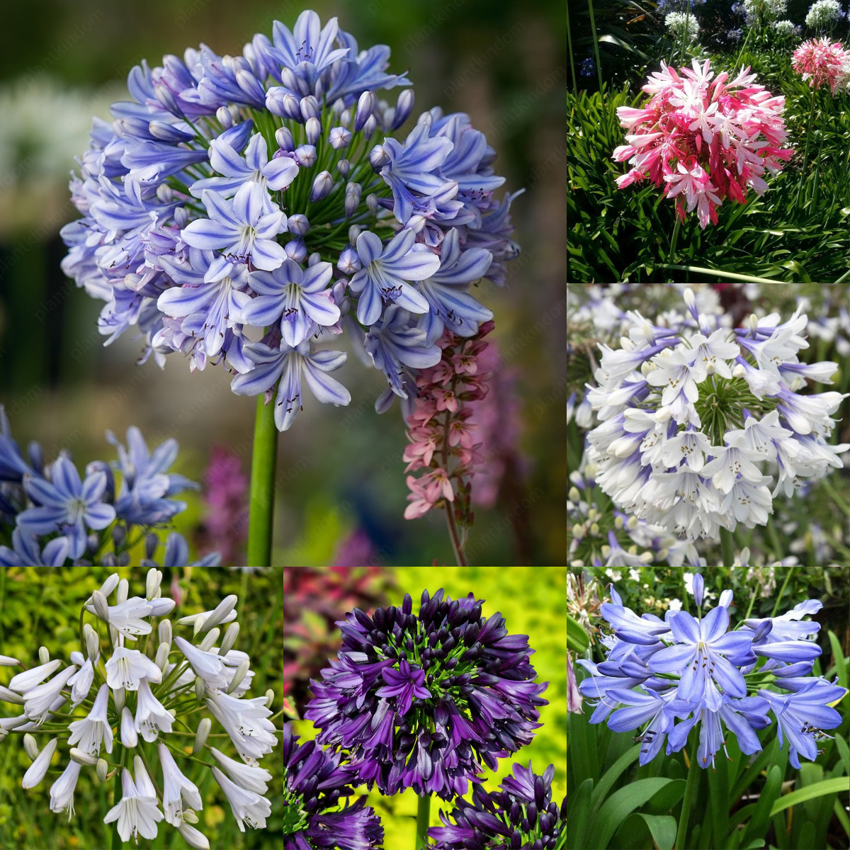 Agapanthus