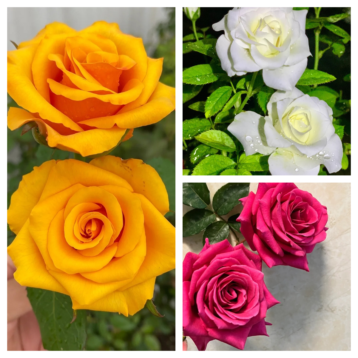 🔥53% OFF!🌹Rare Rose Seeds