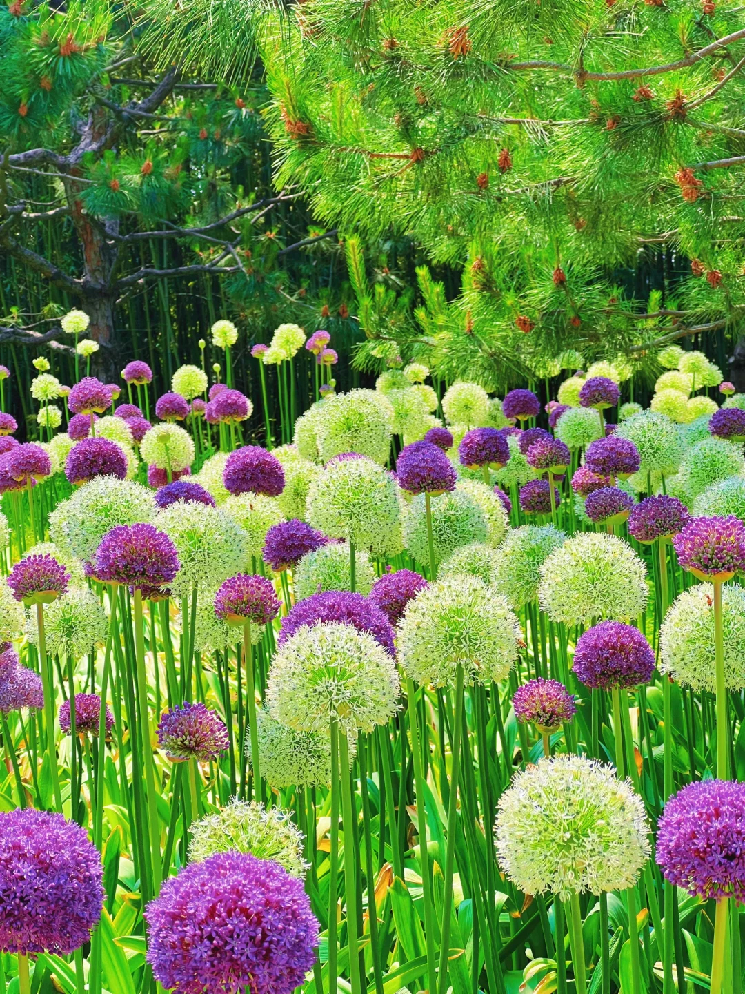 💥Discounts up to 40%💐Garden Outdoor Giant Allium Giganteum Beautiful Flower Seeds
