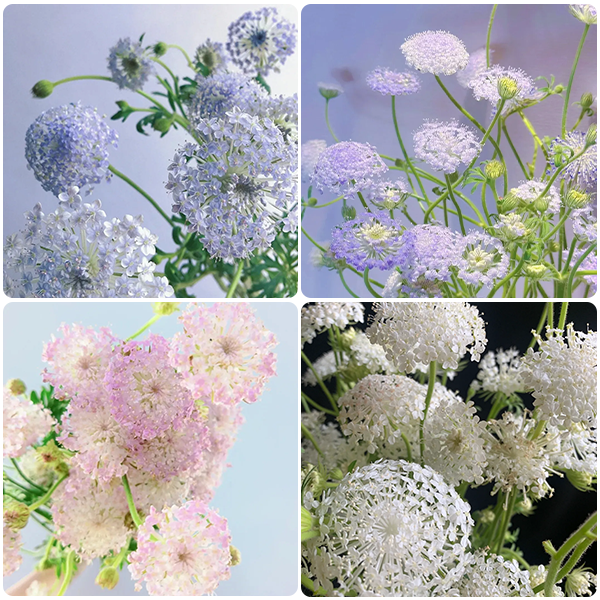 Trachymene coerulea Graham