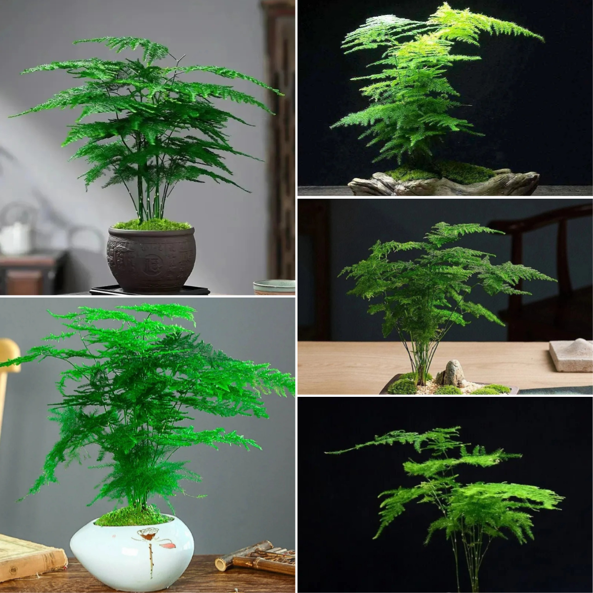 🎍Planting cloud bamboo✨From seeds to beautiful indoor plants