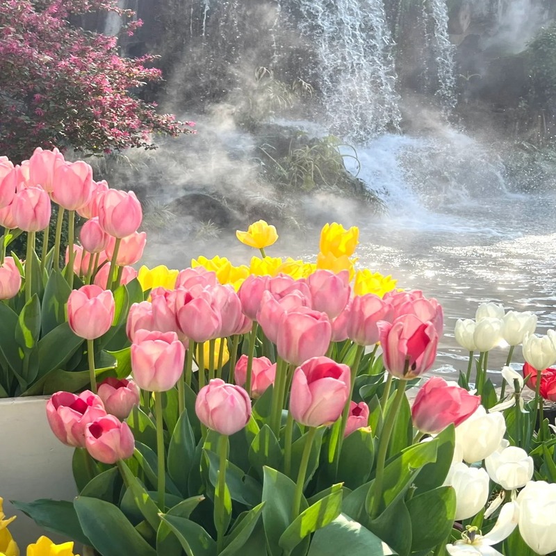 Hot Selling🔥 Mixed Color Tulips🌷Gallery Series