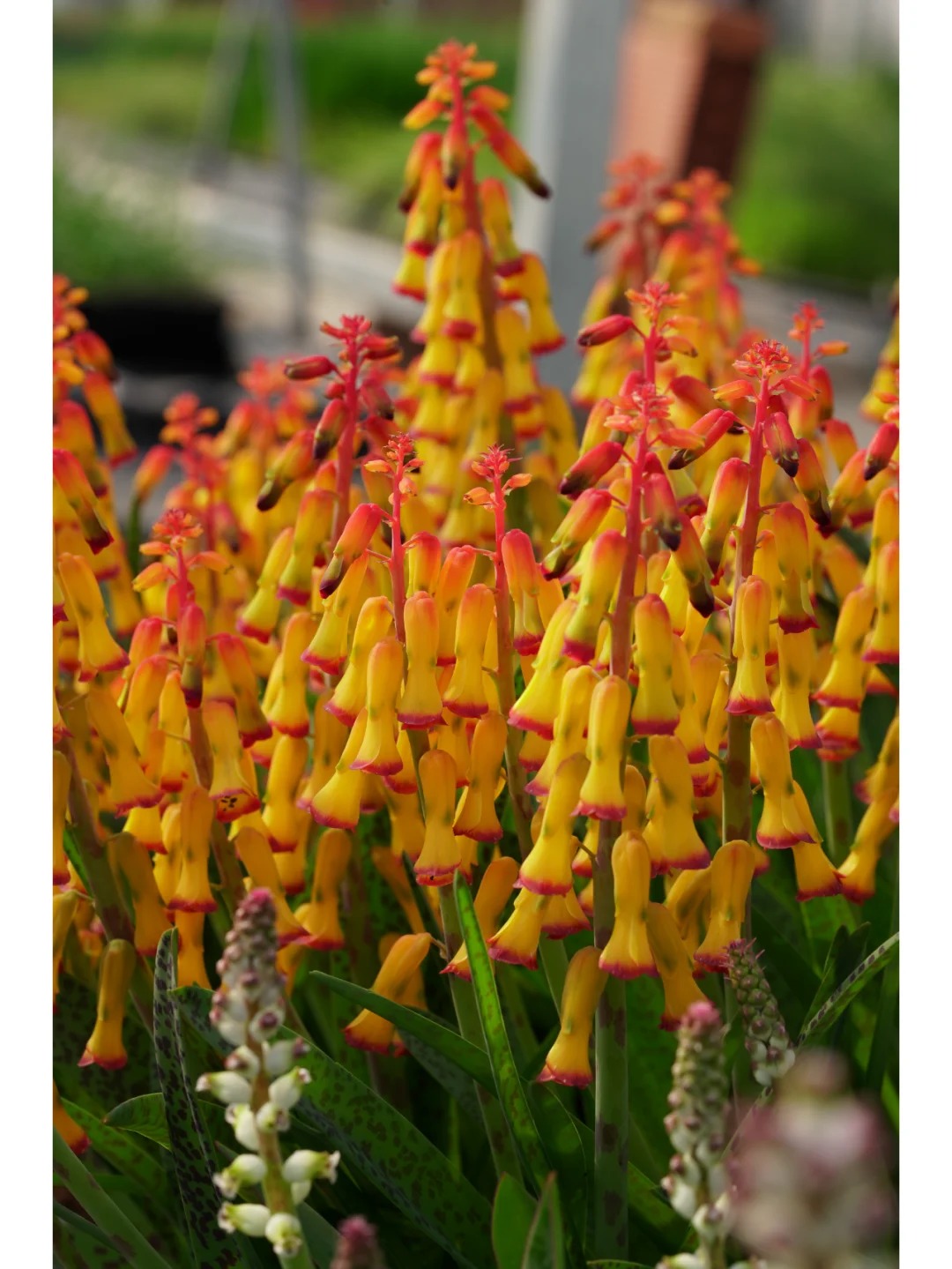 💥Over 60% OFF🌱Lachenalia Aloides Seeds🦋Firecracker Shaped Flowers