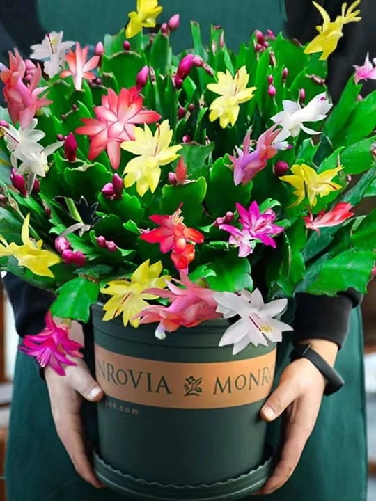 🔥Hot in 2024: 🌈Mixed Color Crab Claw Orchid