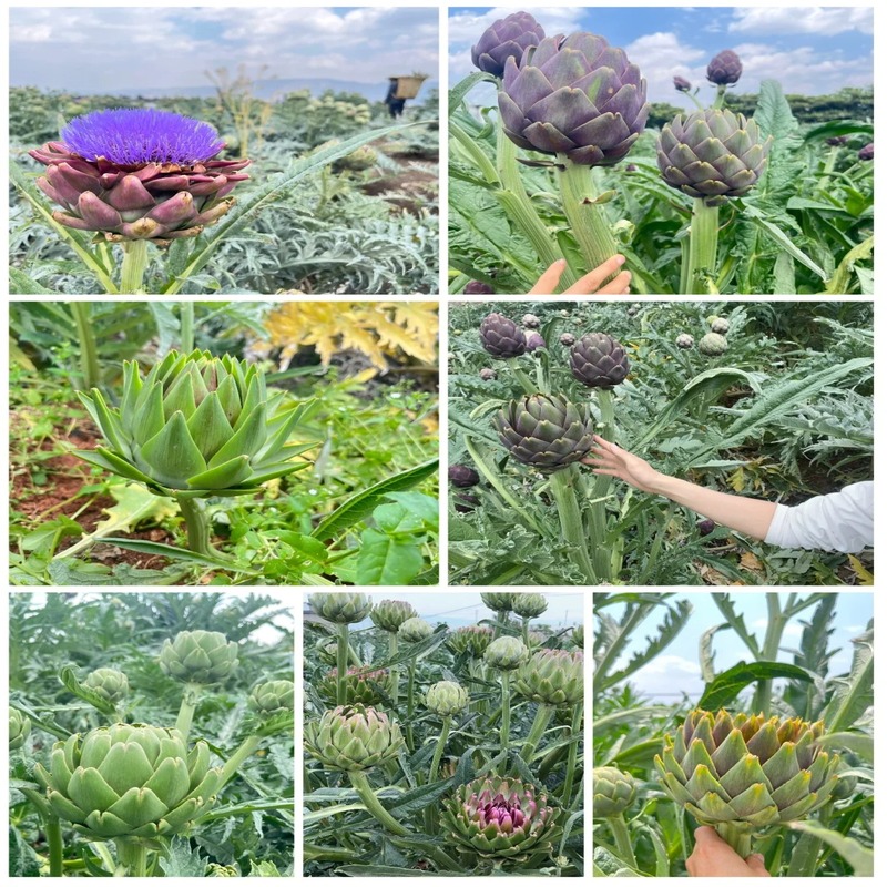 🌿High-quality and high-yield artichoke seeds✨- A green and healthy choice🍃