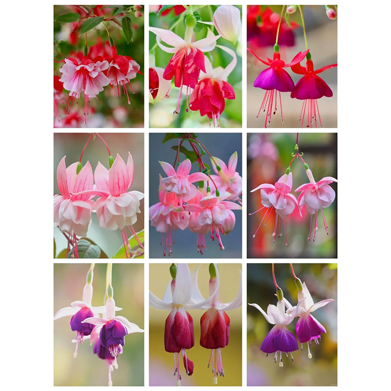 🎉✨Limited time offer：Fuchsia Hybrida Voss Seeds The fairy flower