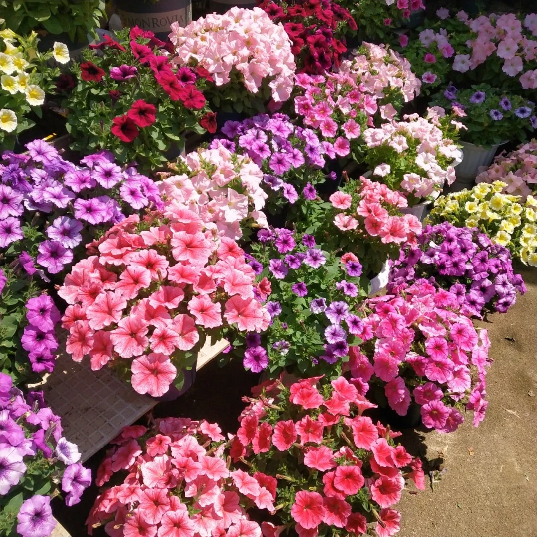 🌈Hot Sale🔥TriTunia Series Seeds🌼Multi-color