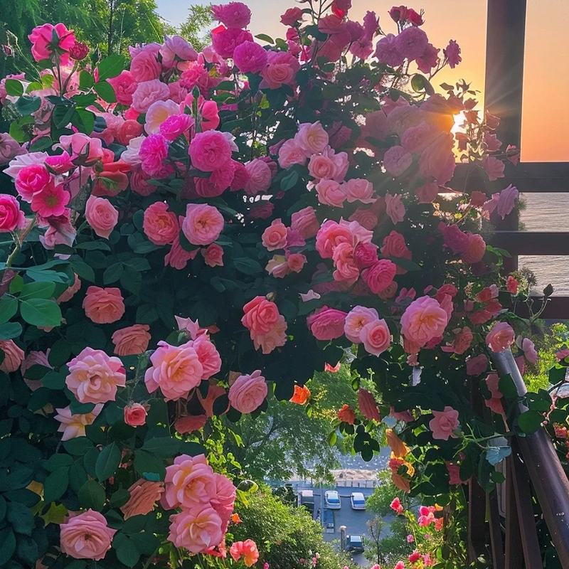 📢 Hot Sale🎉Multi-Colored Vine Chinese Roses Seeds 